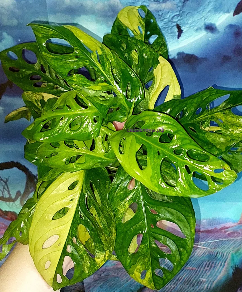Монстера Адансони Ауреа вариегатная
