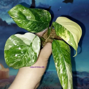 Monstera lechleriana variegata