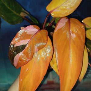 Philodendron Persimmon Princess