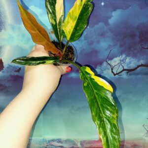 Philodendron Caramel Marble