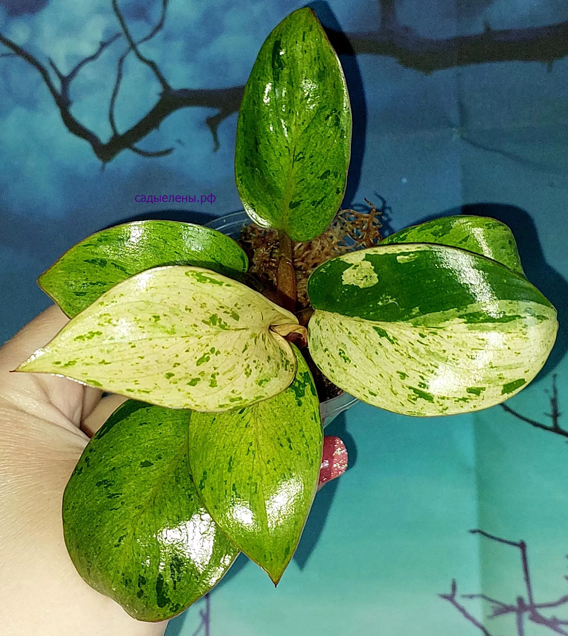 Филодендрон Congo red dwarf mint variegated
