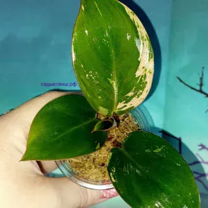 Филодендрон Congo red dwarf mint variegated