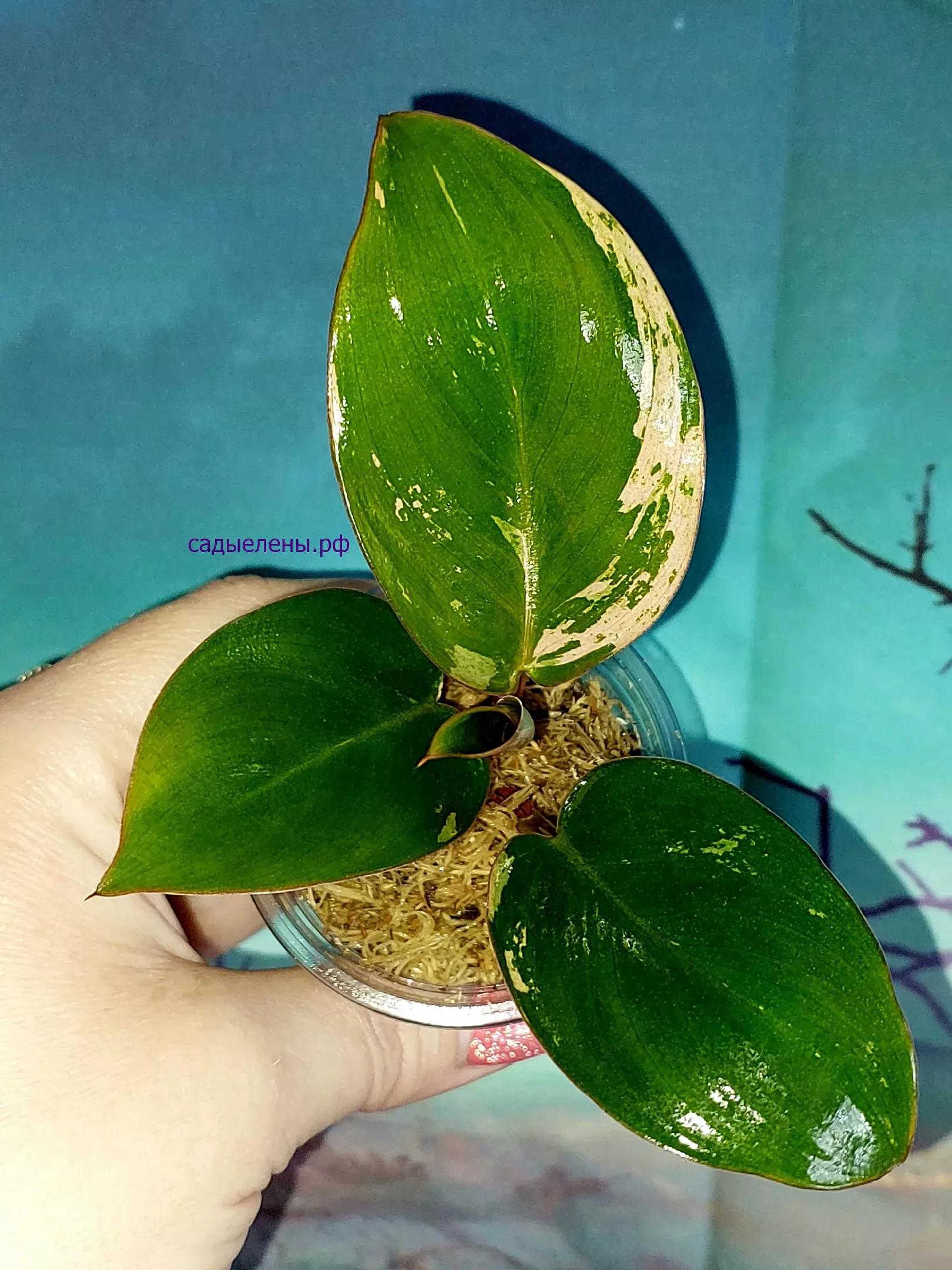 Филодендрон Congo red dwarf mint variegated