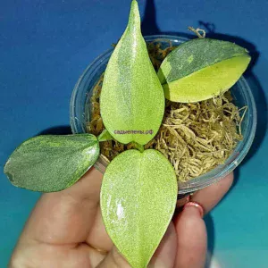 Филодендрон хастатум 'Silver Sword' variegata