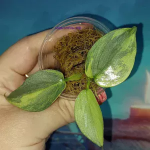 Филодендрон хастатум 'Silver Sword' variegata