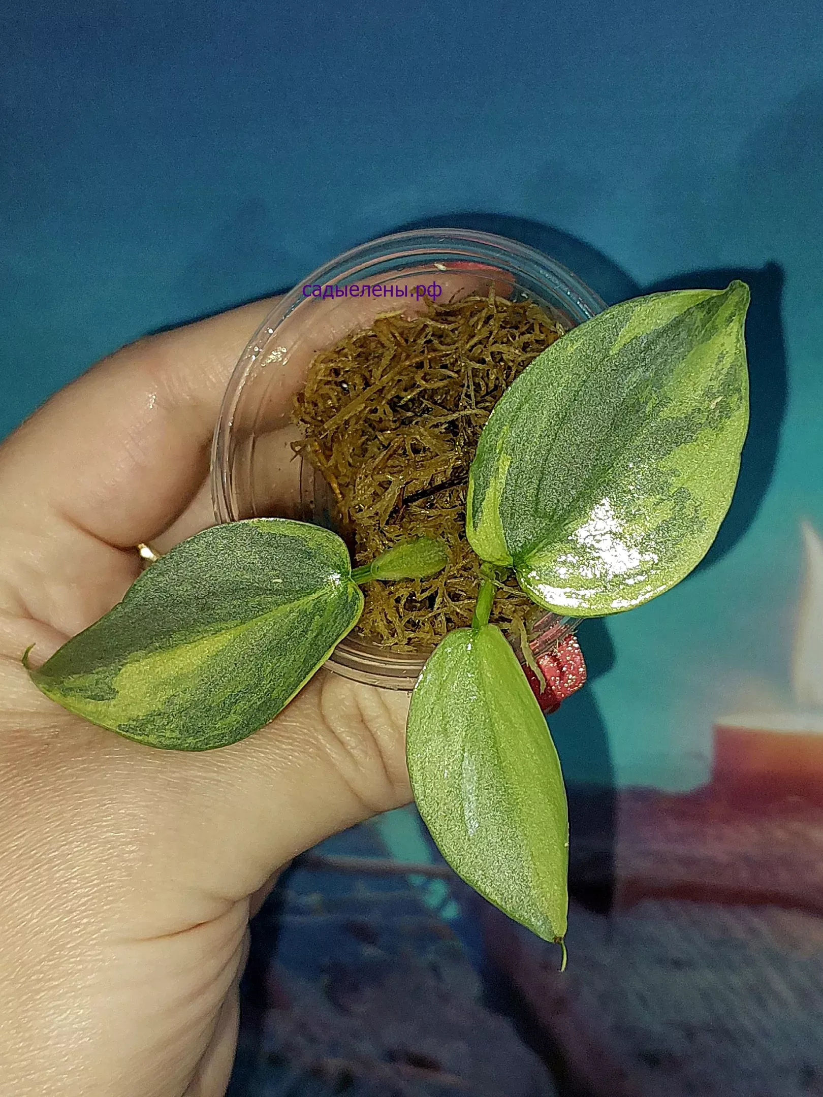 Филодендрон хастатум 'Silver Sword' variegata