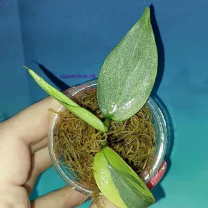 Филодендрон хастатум 'Silver Sword' variegata