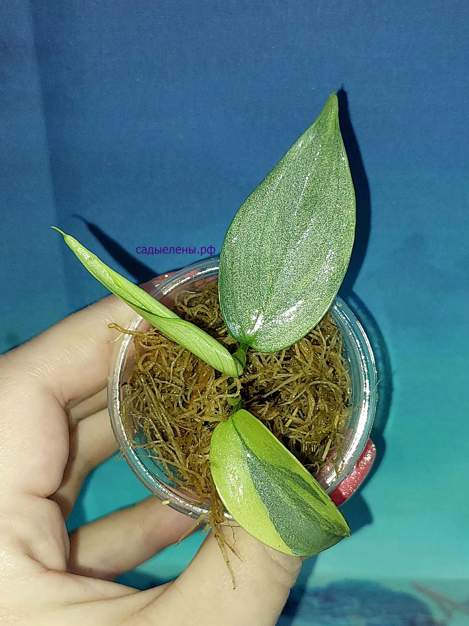 Филодендрон хастатум 'Silver Sword' variegata