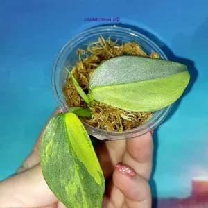Филодендрон хастатум 'Silver Sword' variegata