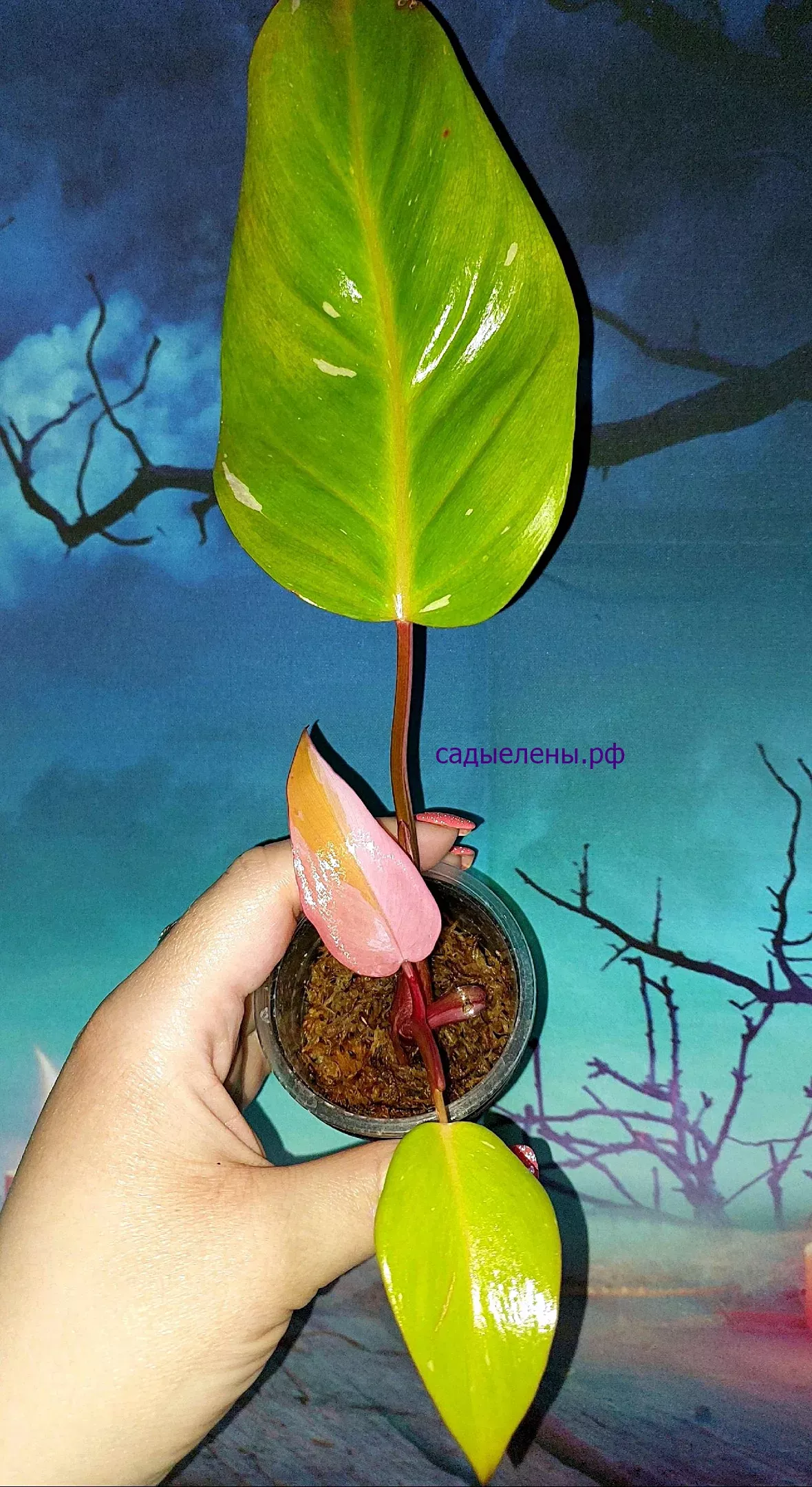 Philodendron Persimmon Princess