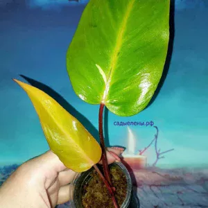 Philodendron Persimmon Princess