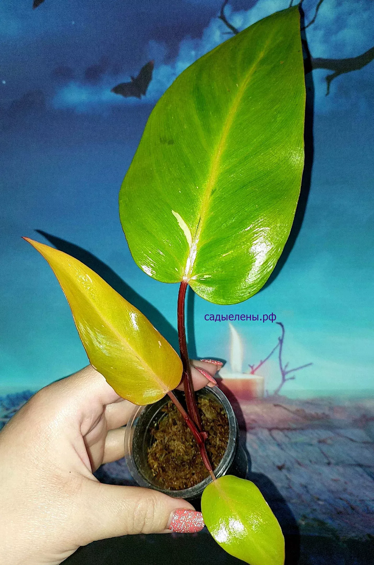 Philodendron Persimmon Princess