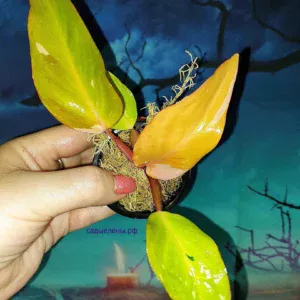 Philodendron Persimmon Princess
