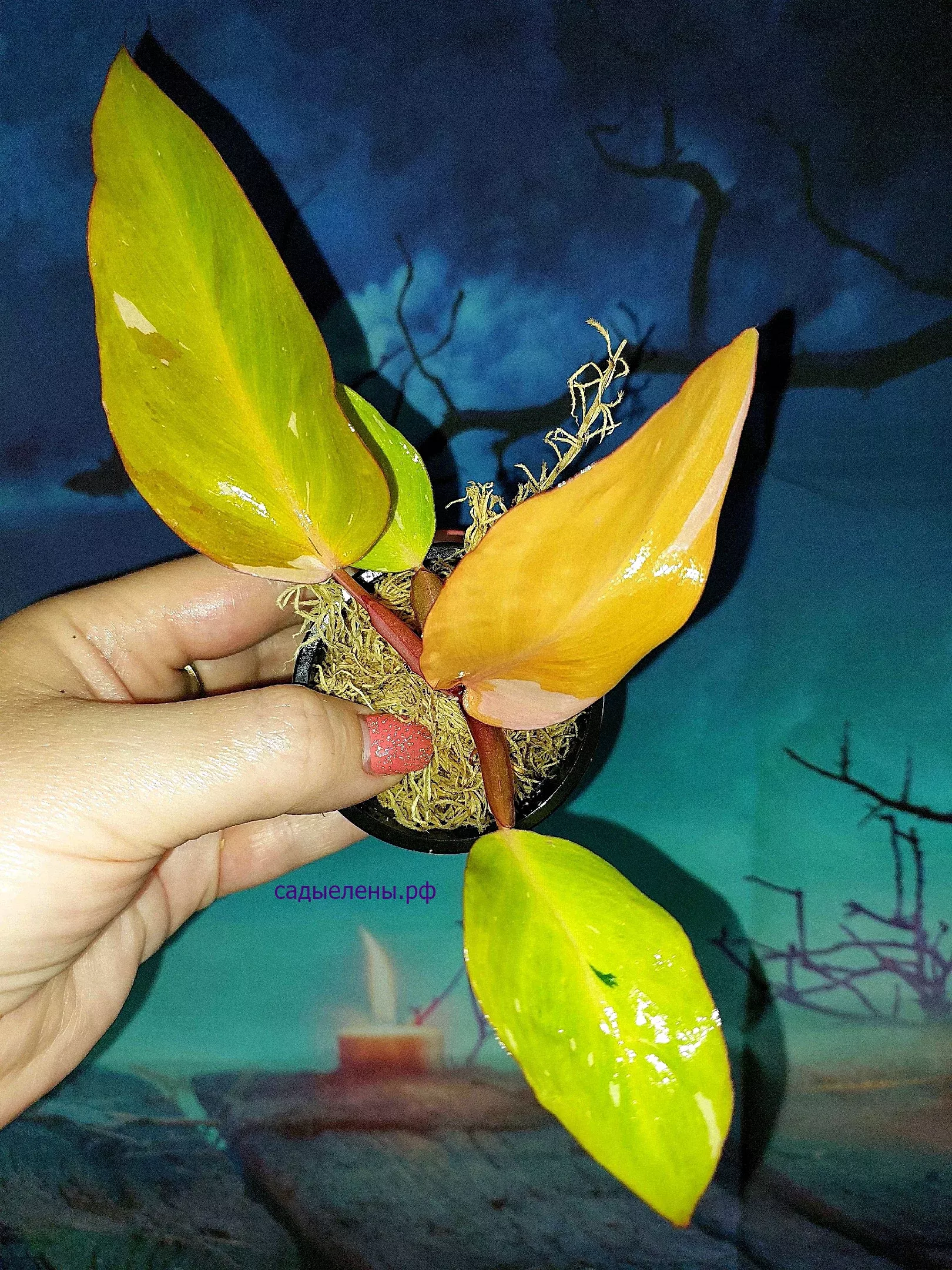 Philodendron Persimmon Princess