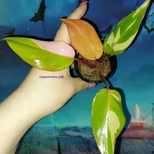 Philodendron Persimmon Princess