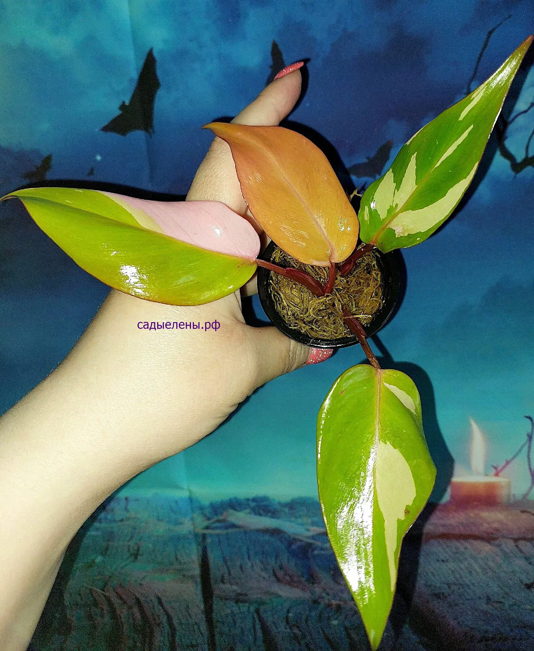 Philodendron Persimmon Princess