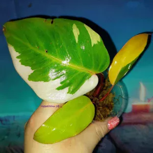 Philodendron Persimmon Princess