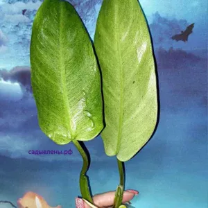 Philodendron Whipple Way