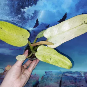 Philodendron Whipple Way