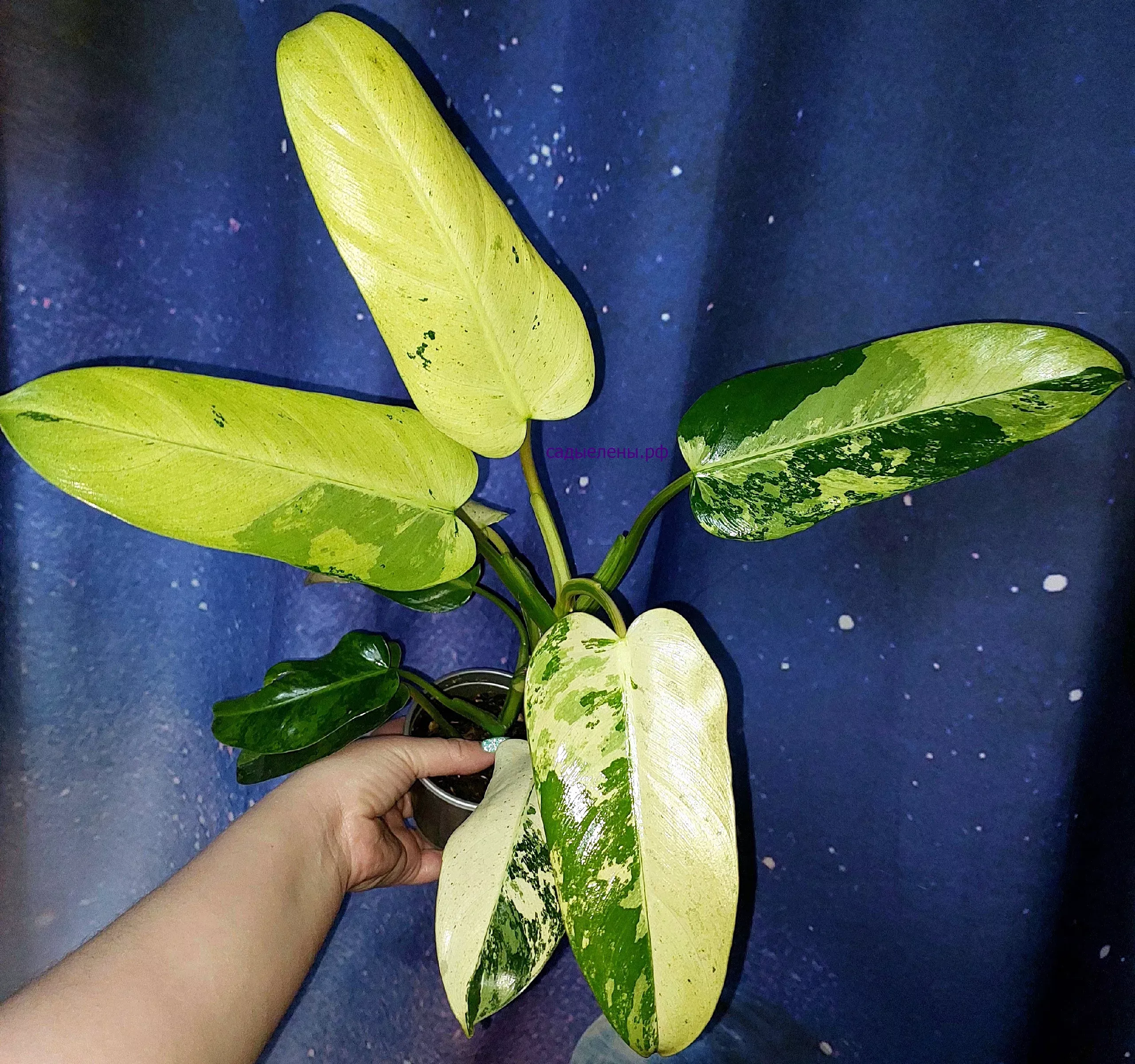 Philodendron Whipple Way Variegated