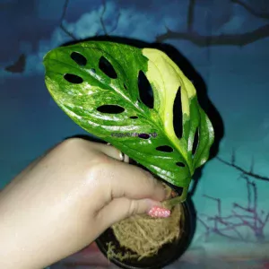 Monstera Adansonii Aurea Variegata