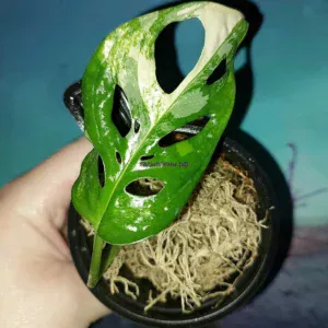 Monstera Adansonii Aurea Variegata