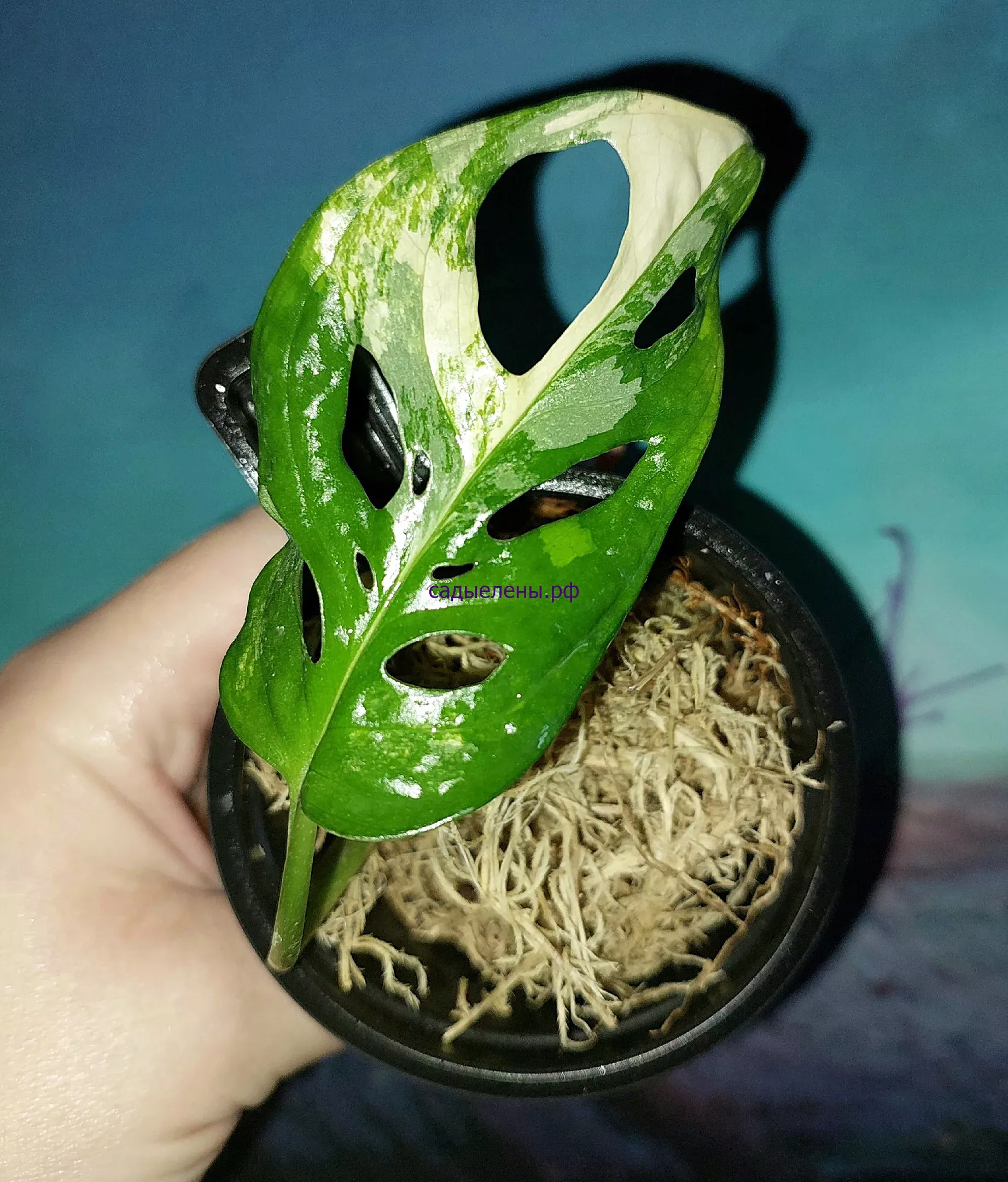 Monstera Adansonii Aurea Variegata