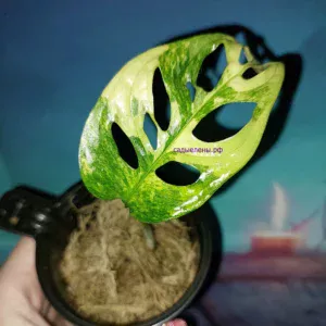 Monstera Adansonii Aurea Variegata