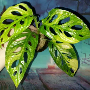Monstera Adansonii Aurea Variegata