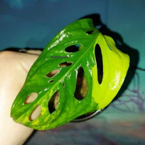 Monstera Adansonii Aurea Variegata