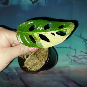 Monstera Adansonii Aurea Variegata