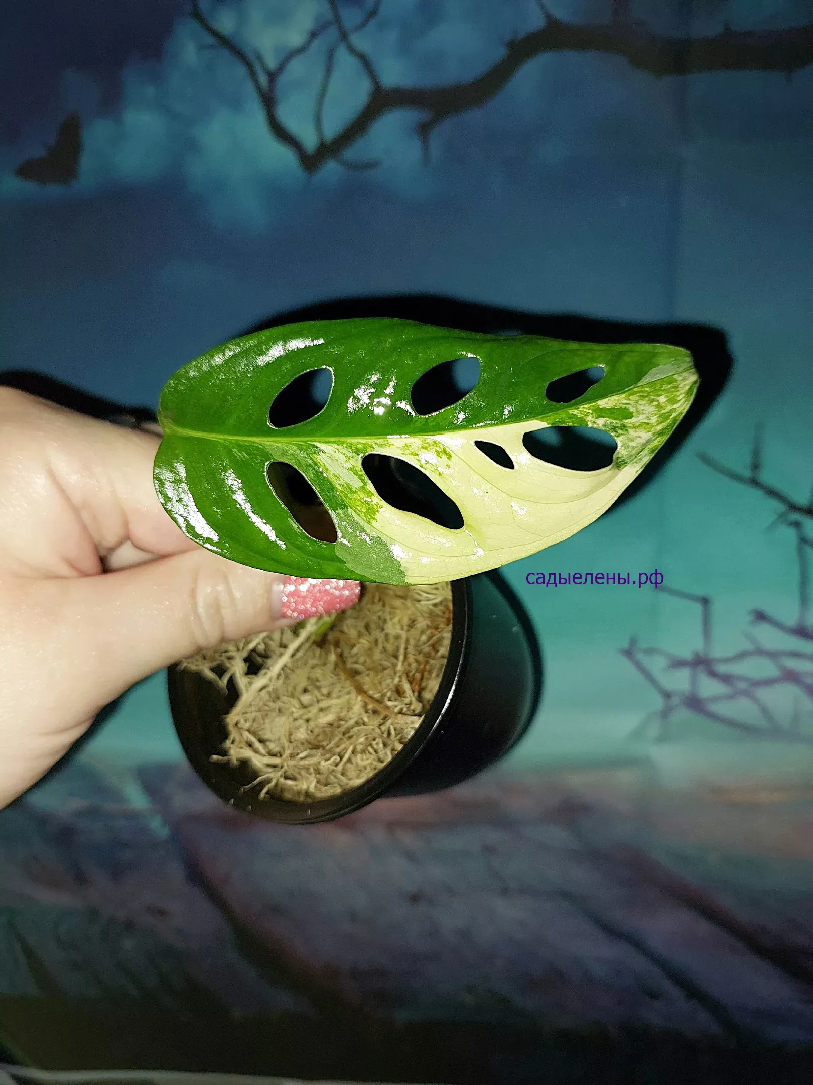 Monstera Adansonii Aurea Variegata