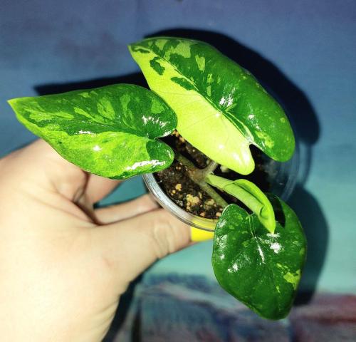 Alocasia Corazon Variegated