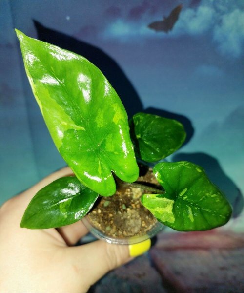 Alocasia Corazon Variegated