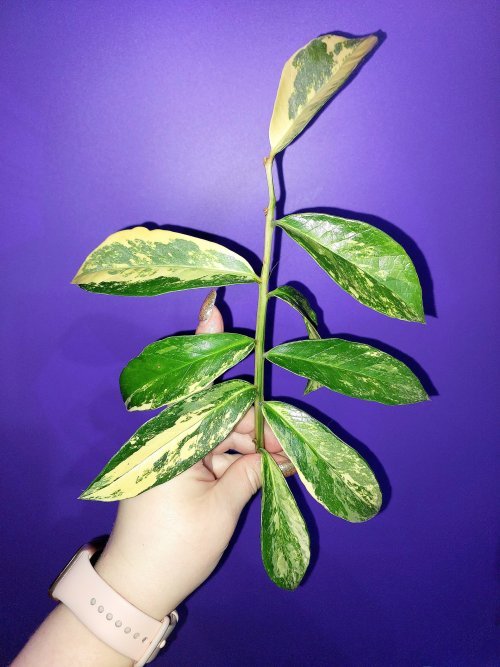 Zamioculcas Long Live Variegated