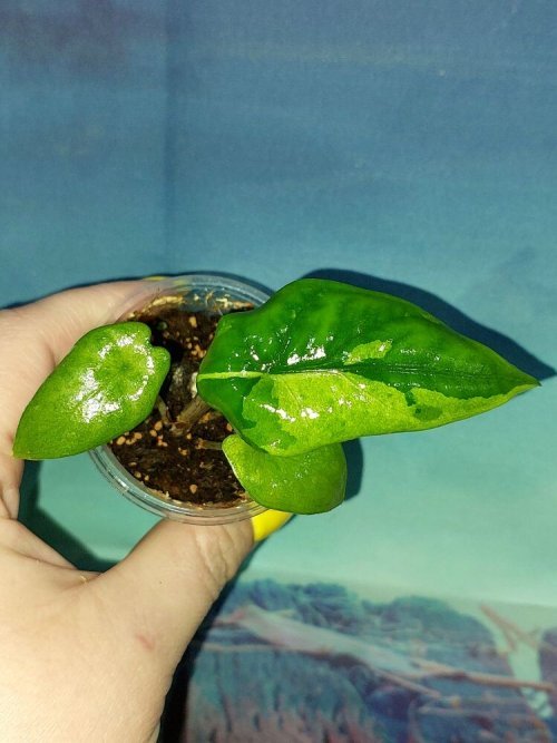Alocasia Corazon Variegated