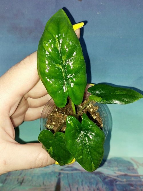 Alocasia Corazon Variegated