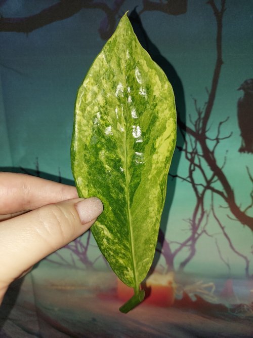 Zamioculcas Long Live Variegated