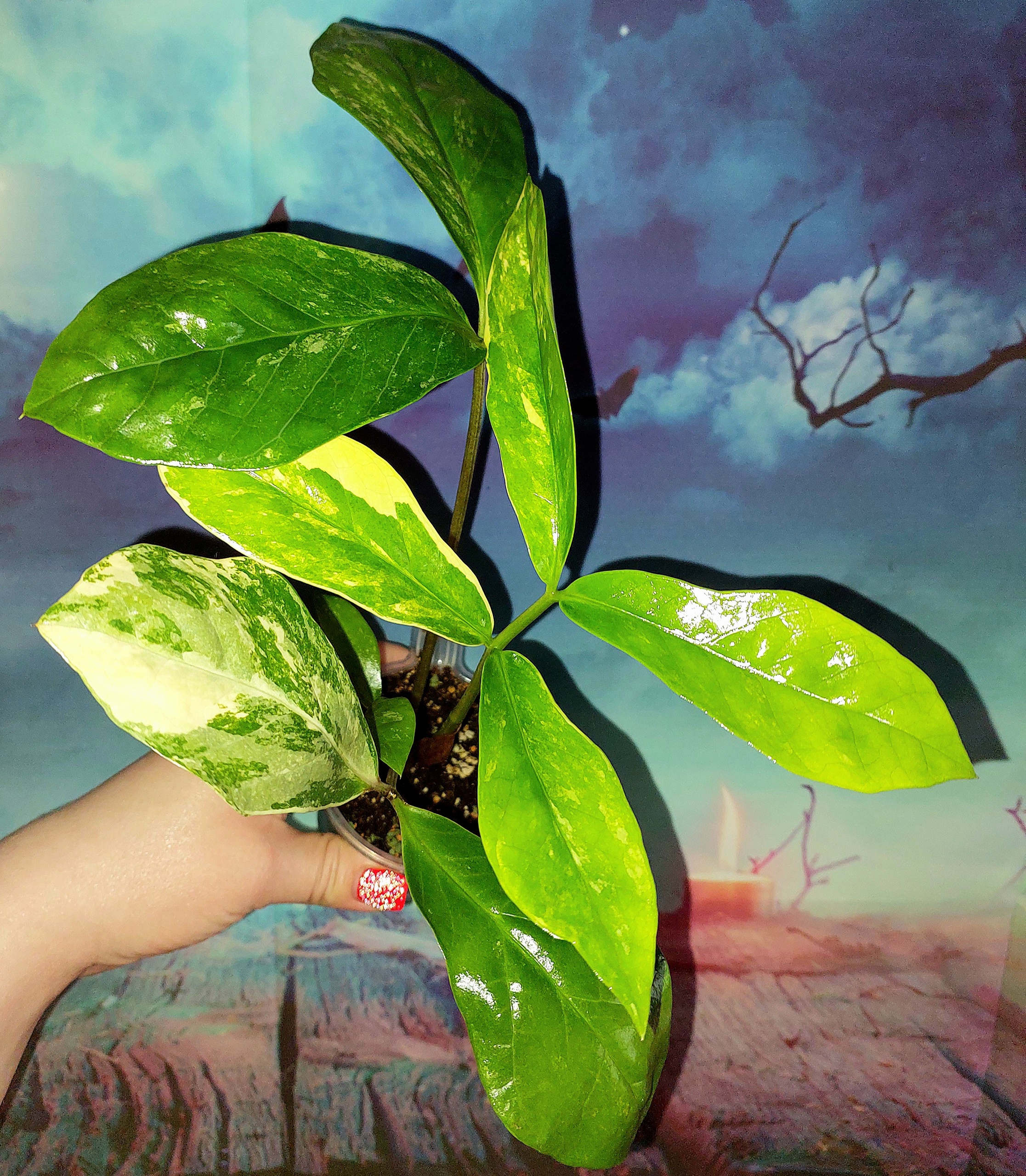 Zamioculcas Long Live Variegated