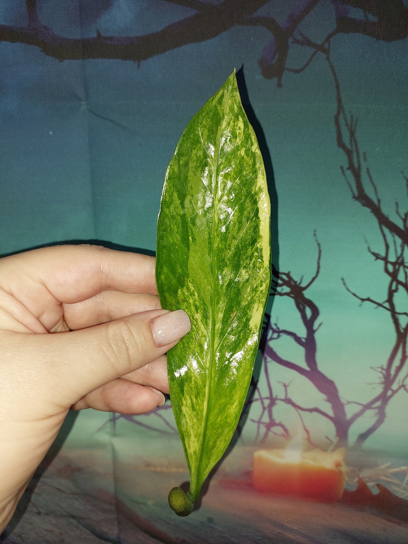Zamioculcas Long Live Variegated