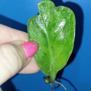 Zamioculcas Lucky White Variegated