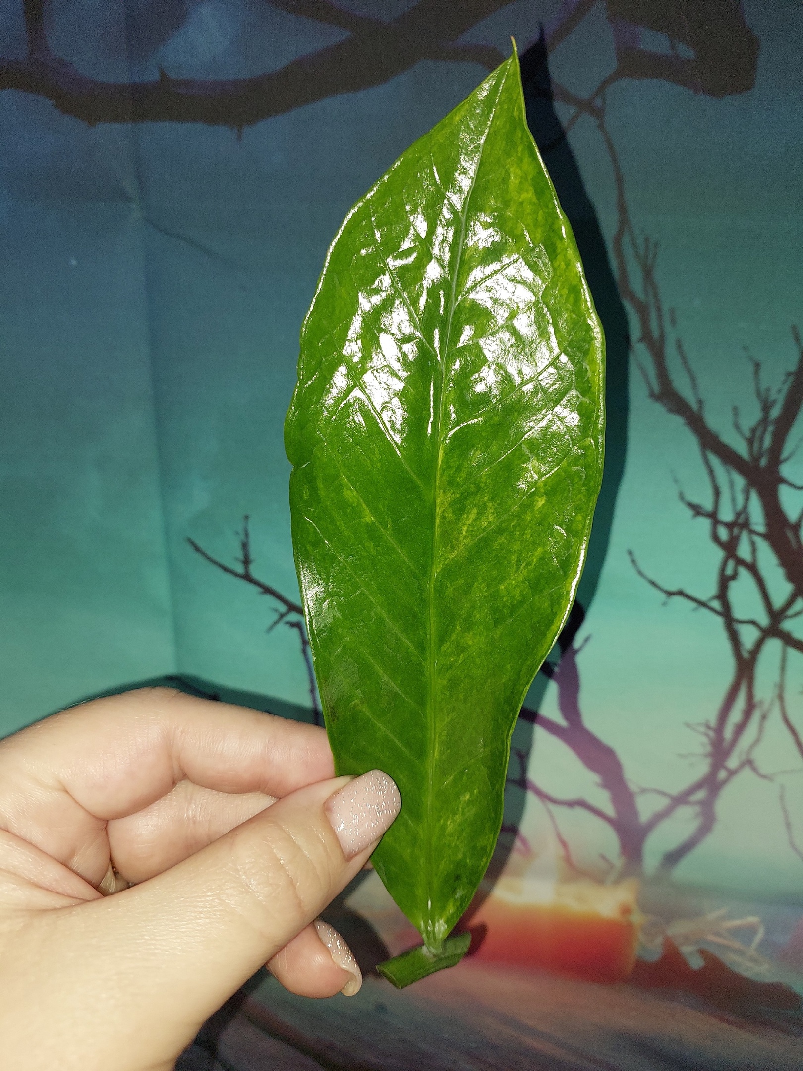 Zamioculcas Long Live Variegated