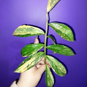 Zamioculcas Long Live Variegated