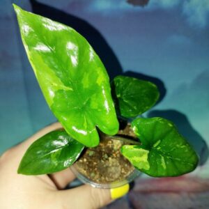 Alocasia Corazon Variegated