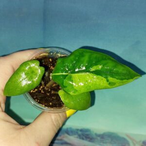 Alocasia Corazon Variegated