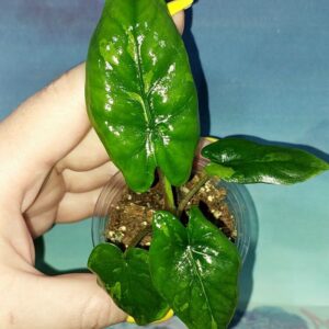 Alocasia Corazon Variegated