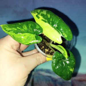 Alocasia Corazon Variegated