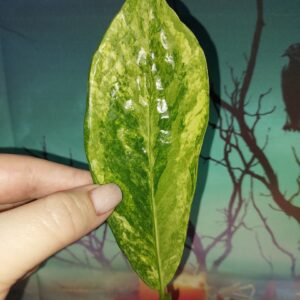 Zamioculcas Long Live Variegated