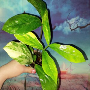 Zamioculcas Long Live Variegated