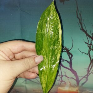 Zamioculcas Long Live Variegated